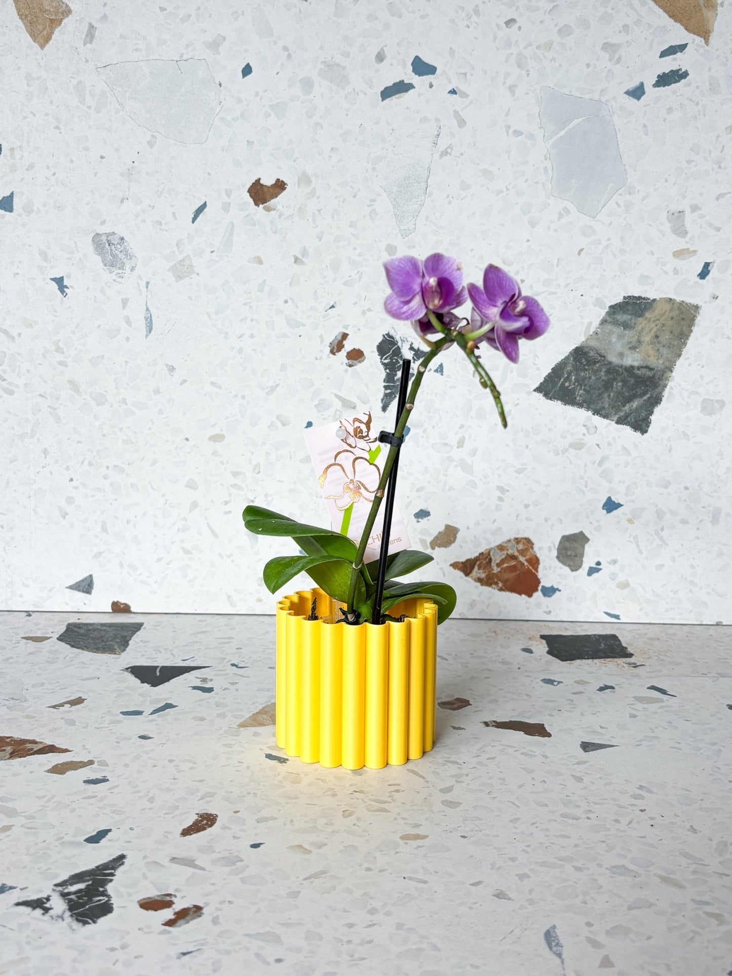 Cache pot 'Le Fleuri' - Alma Plantes