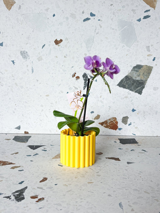 Cache pot 'Le Fleuri' - Alma Plantes