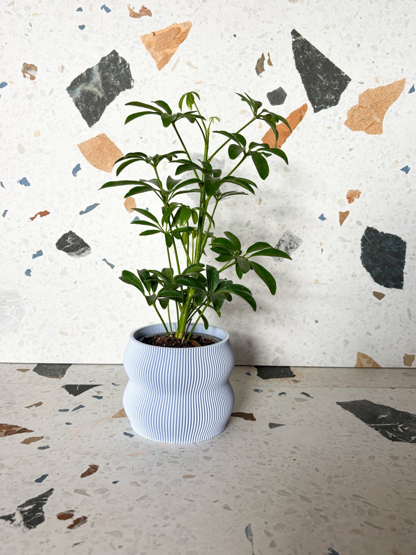 Cache pot 'Le Nuancé' - Alma Plantes