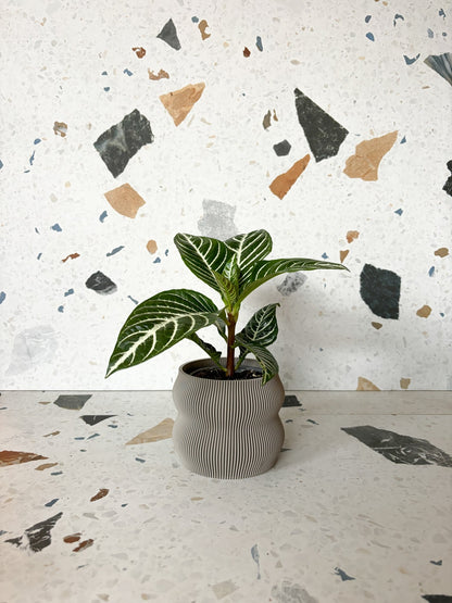 Cache pot 'Le Nuancé' - Alma Plantes