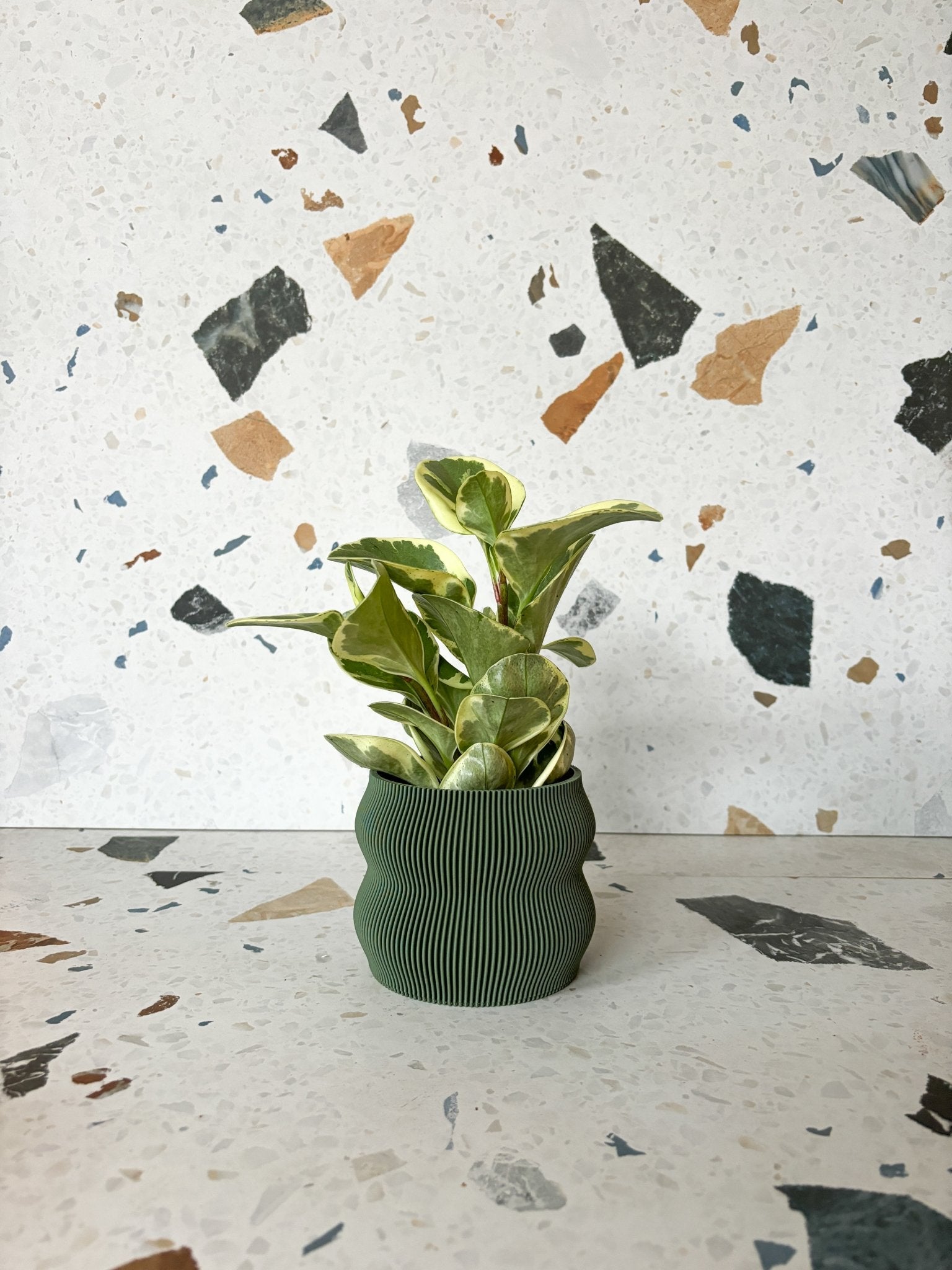 Cache pot 'Le Nuancé' - Alma Plantes