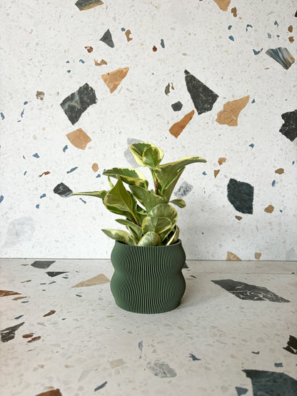 Cache pot 'Le Nuancé' - Alma Plantes