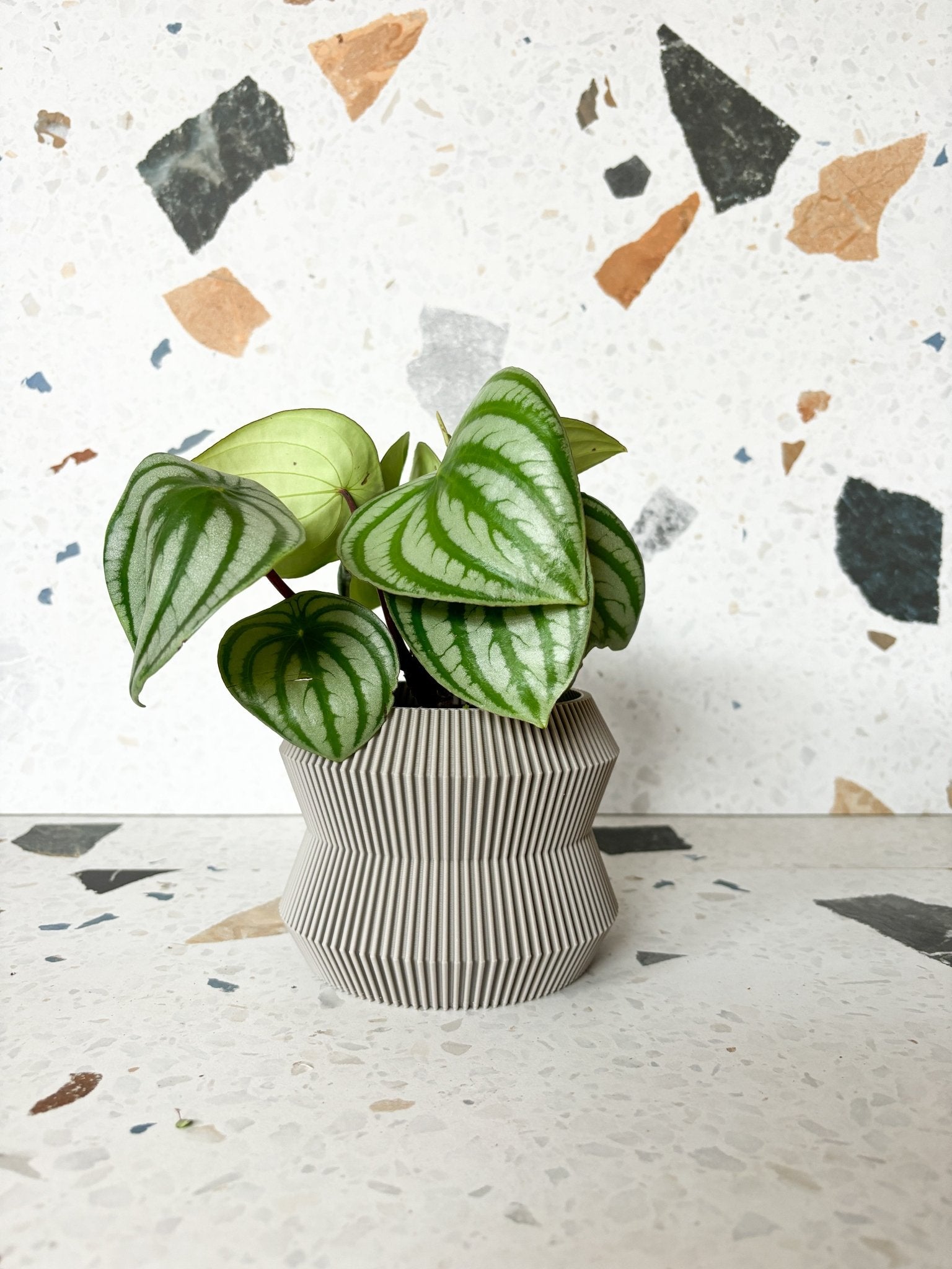 Cache pot 'Le Rayonnant' - Alma Plantes