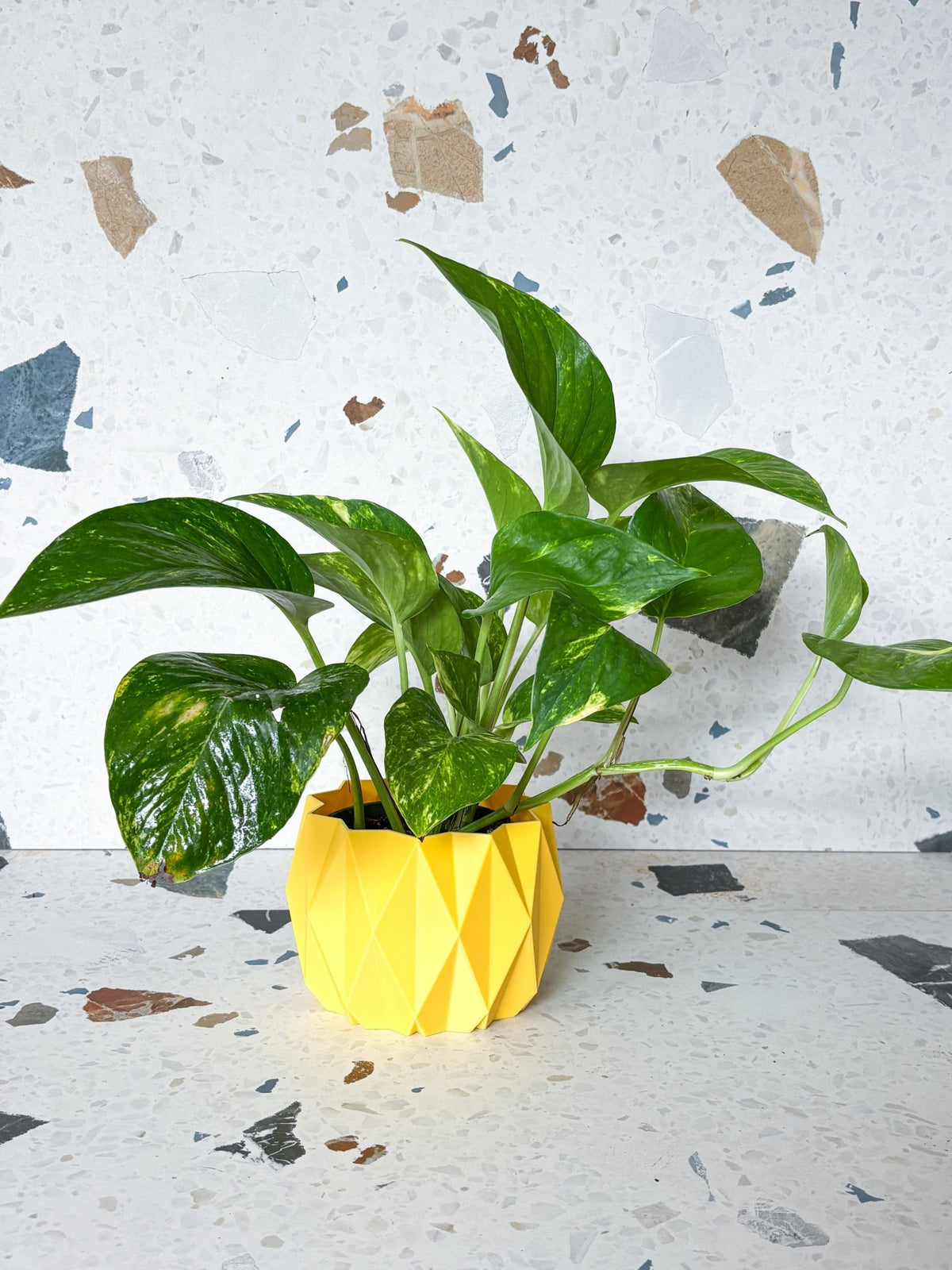 Cache pot 'Le Stylé' - Alma Plantes
