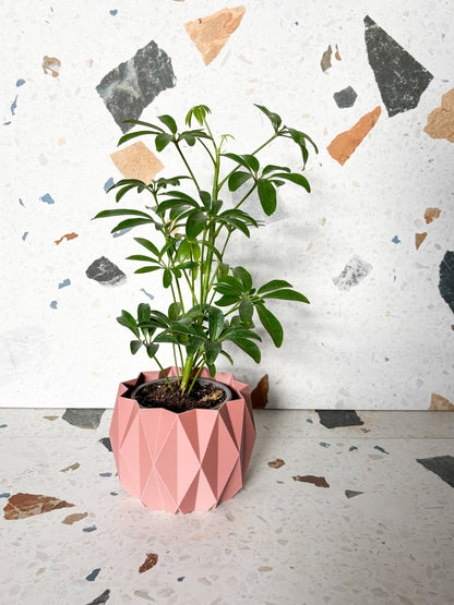 Cache pot 'Le Stylé' - Alma Plantes