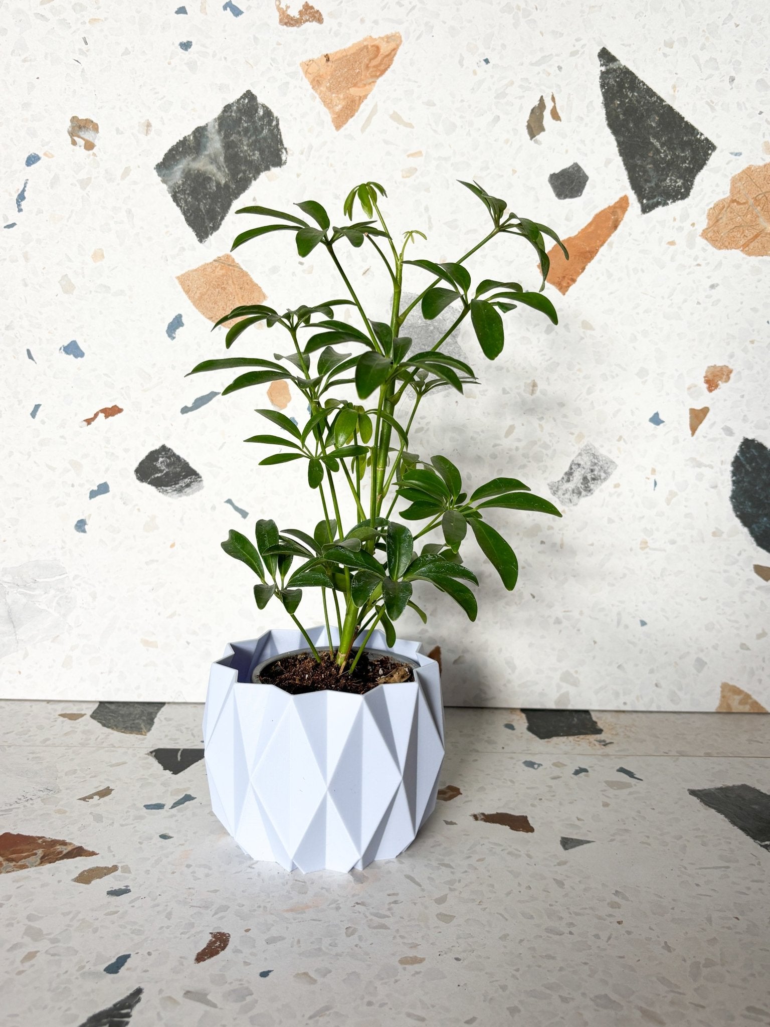 Cache pot 'Le Stylé' - Alma Plantes