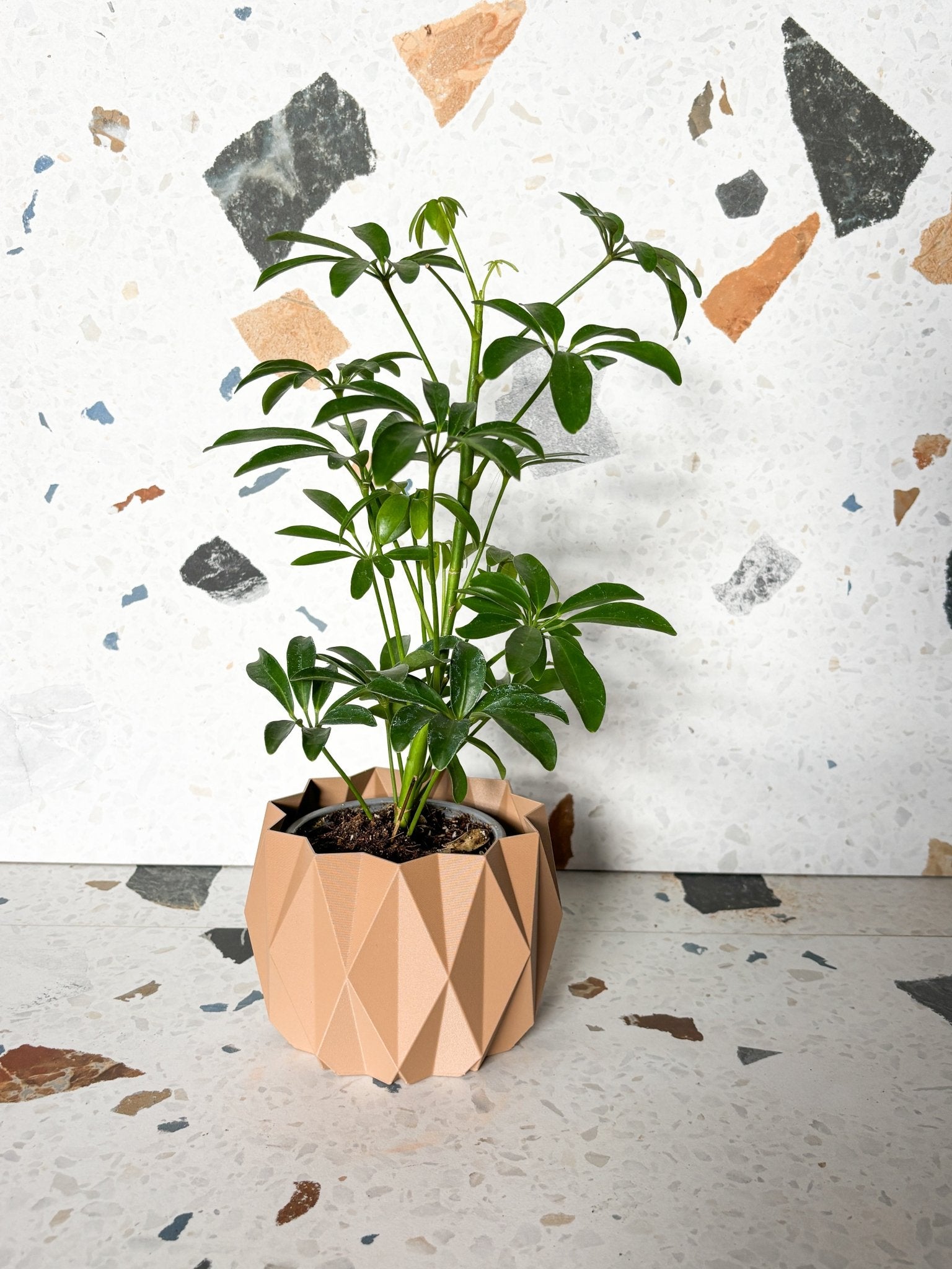 Cache pot 'Le Stylé' - Alma Plantes