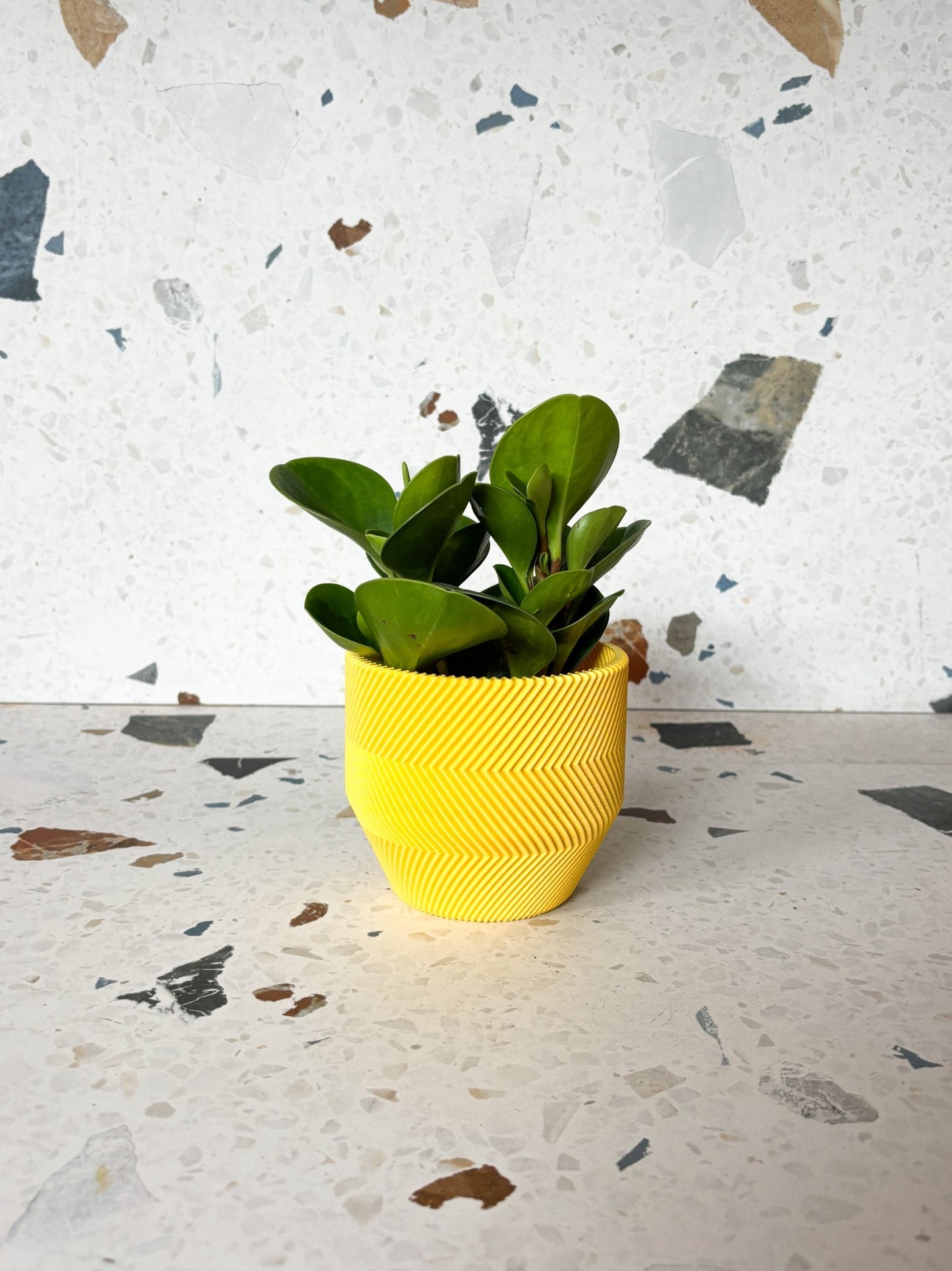 Cache pot 'Le Zébré' - Alma Plantes