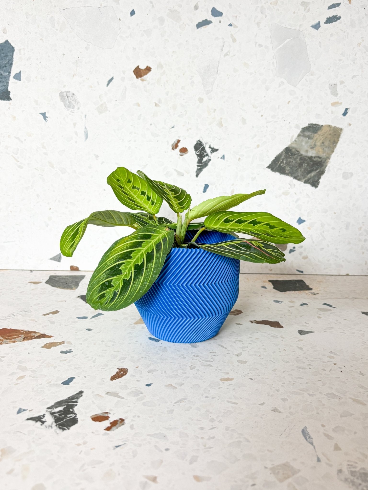 Cache pot 'Le Zébré' - Alma Plantes