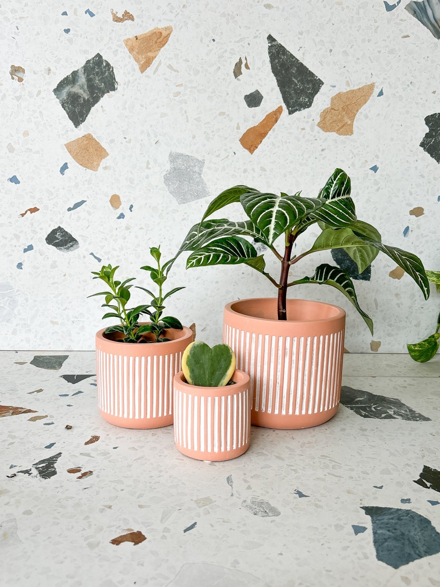 Cache - pot ligné - Alma Plantes