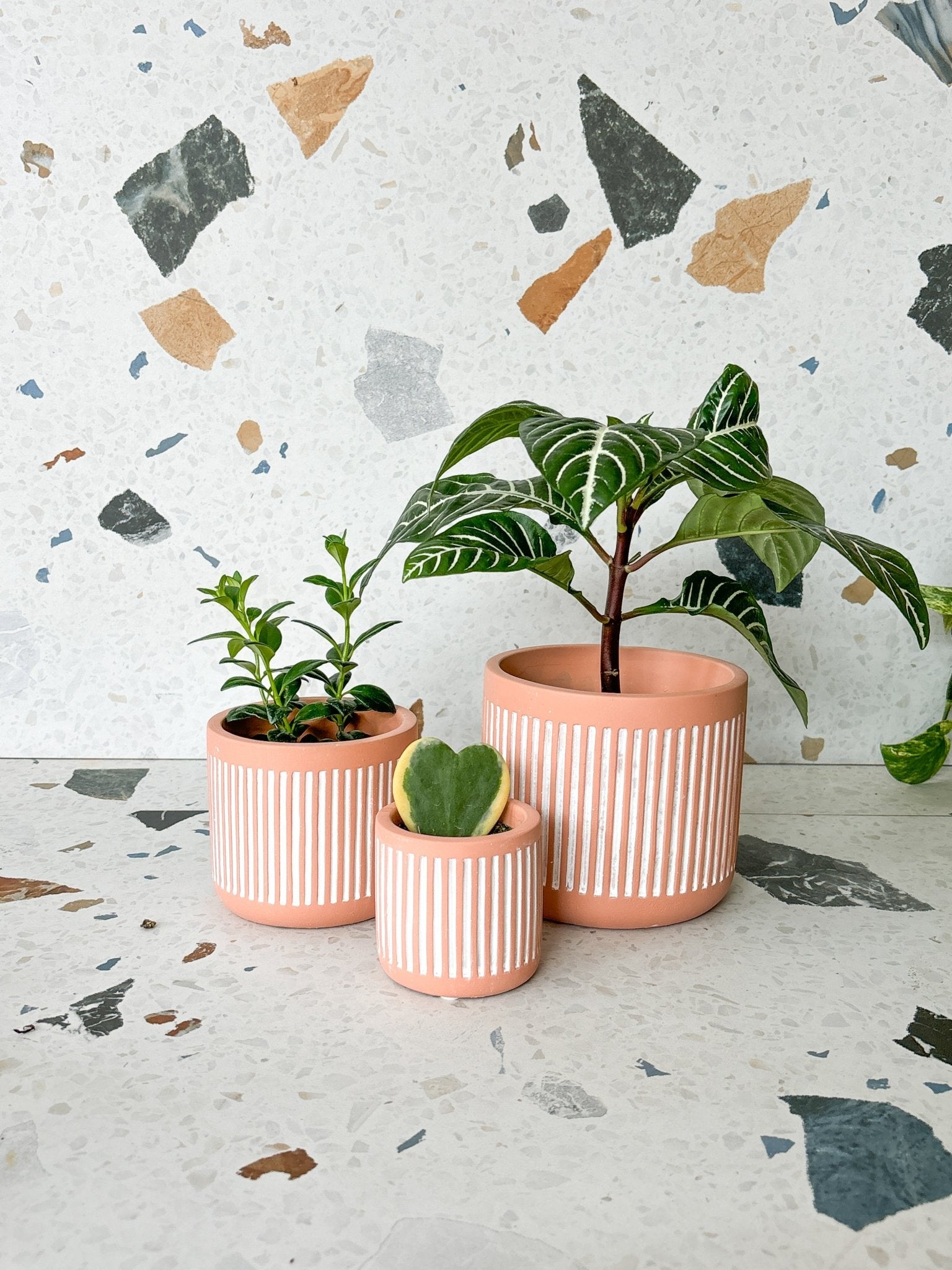 Cache - pot ligné - Alma Plantes