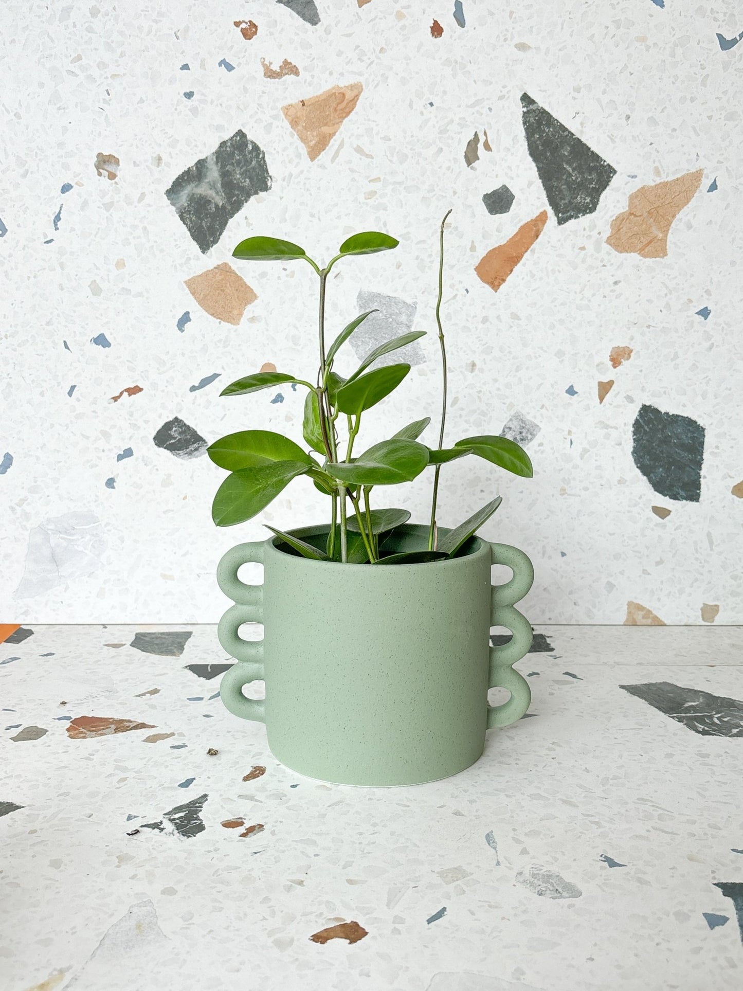 Cache - pot Loop - Alma Plantes