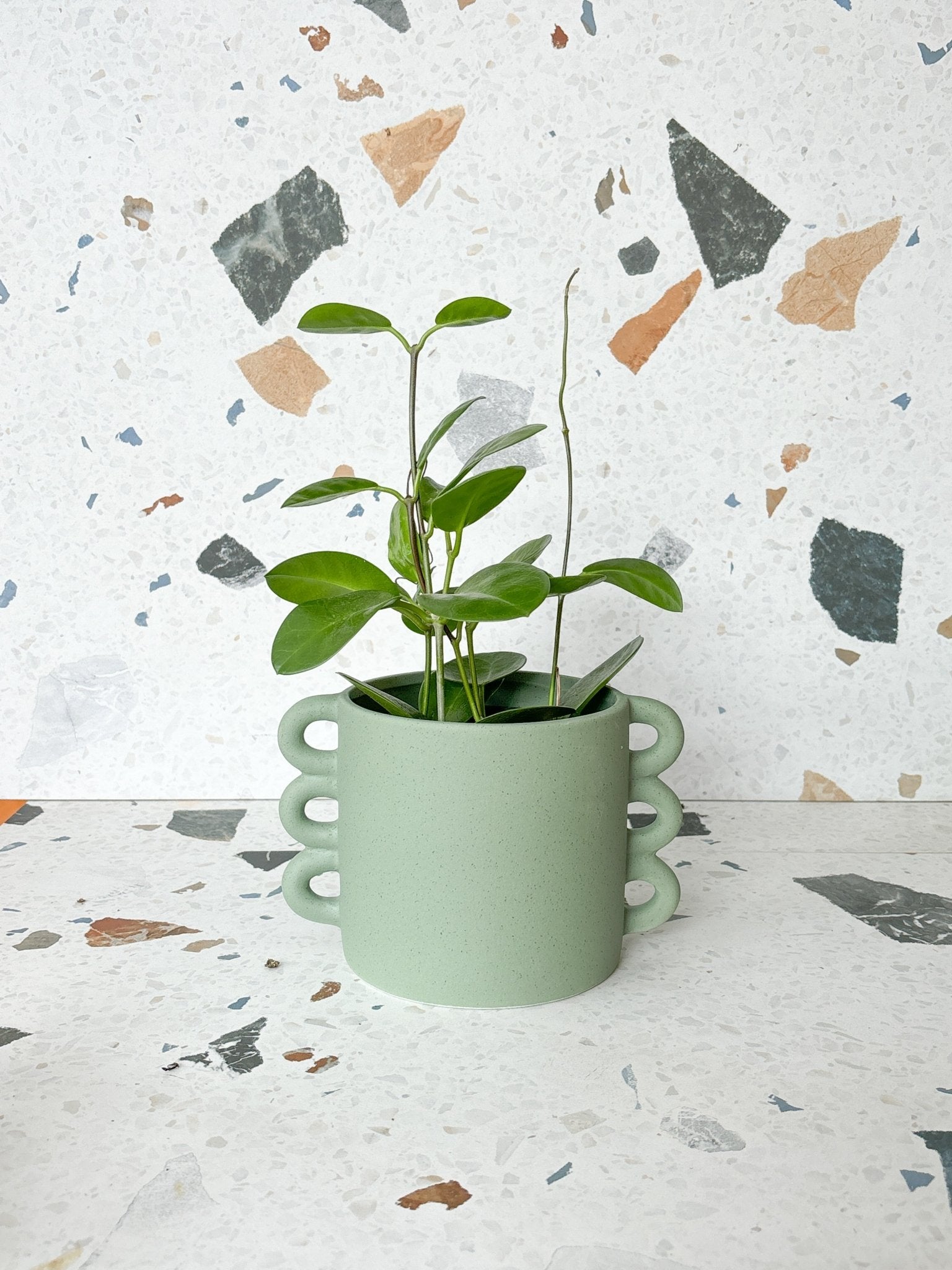 Cache - pot Loop - Alma Plantes