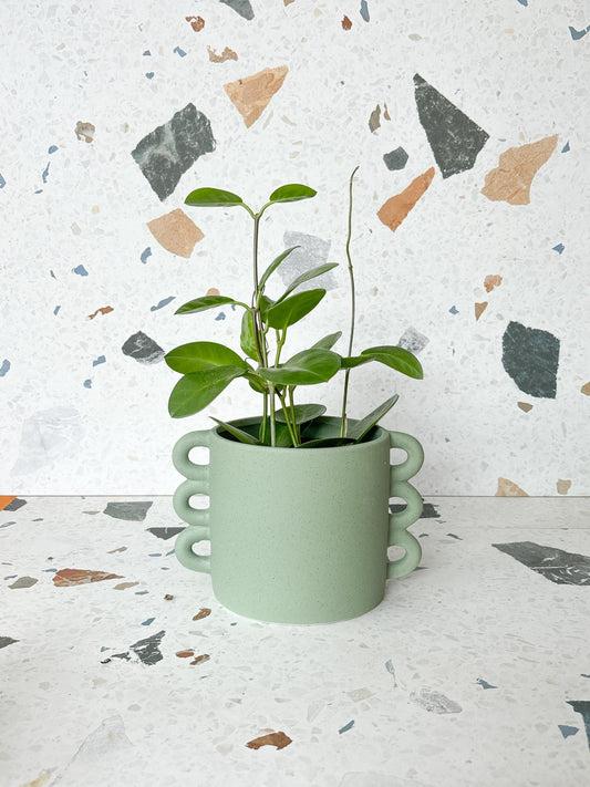 Cache - pot Loop - Alma Plantes