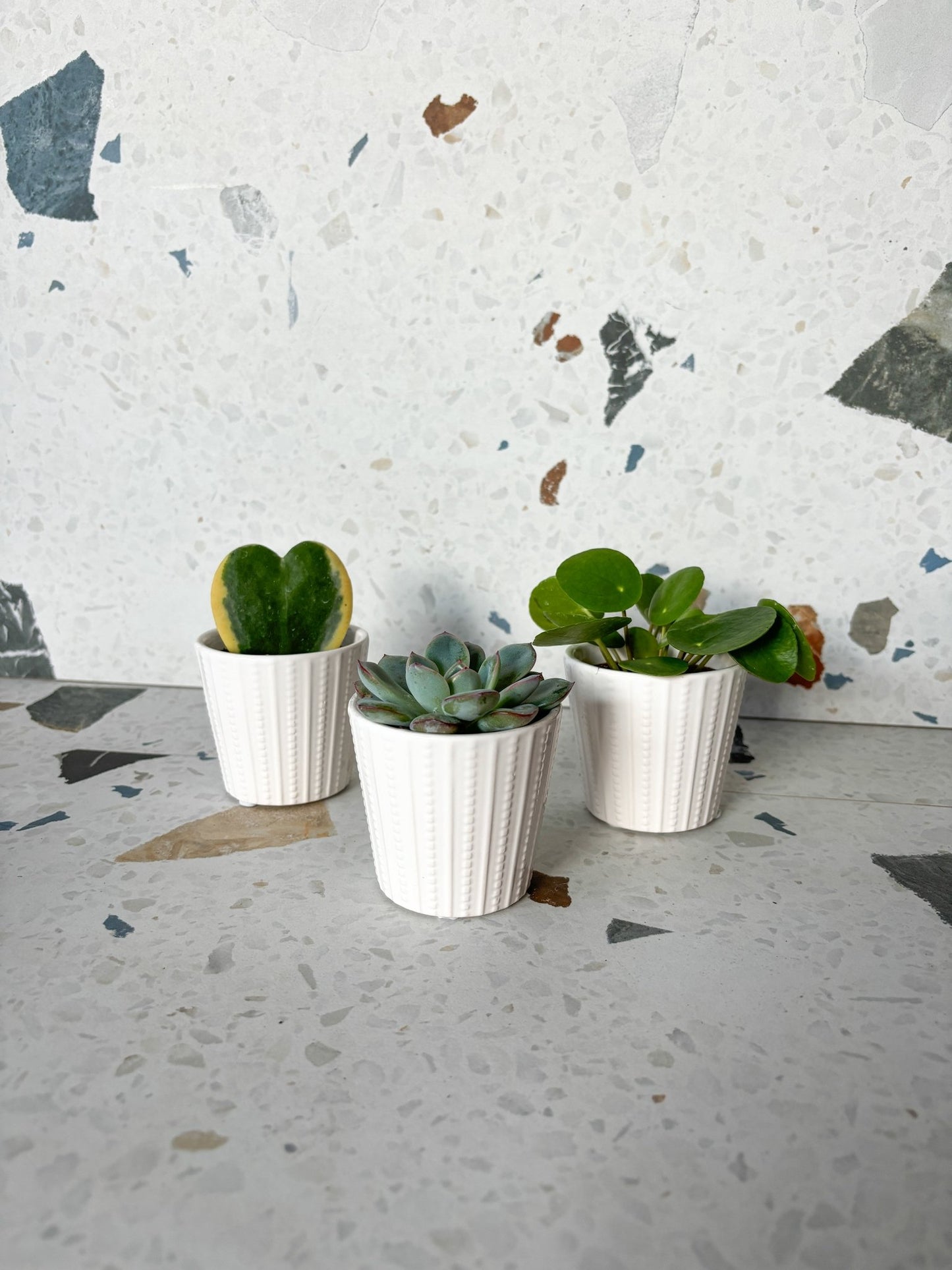 Cache - pot Maggie - Alma Plantes