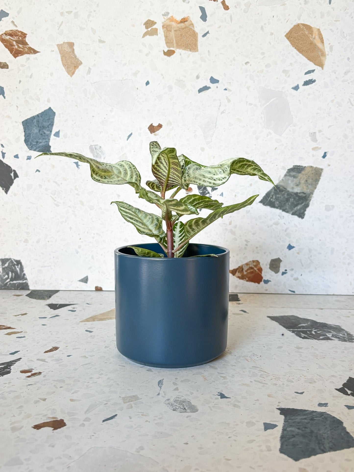 Cache-pot Monaco - Alma Plantes