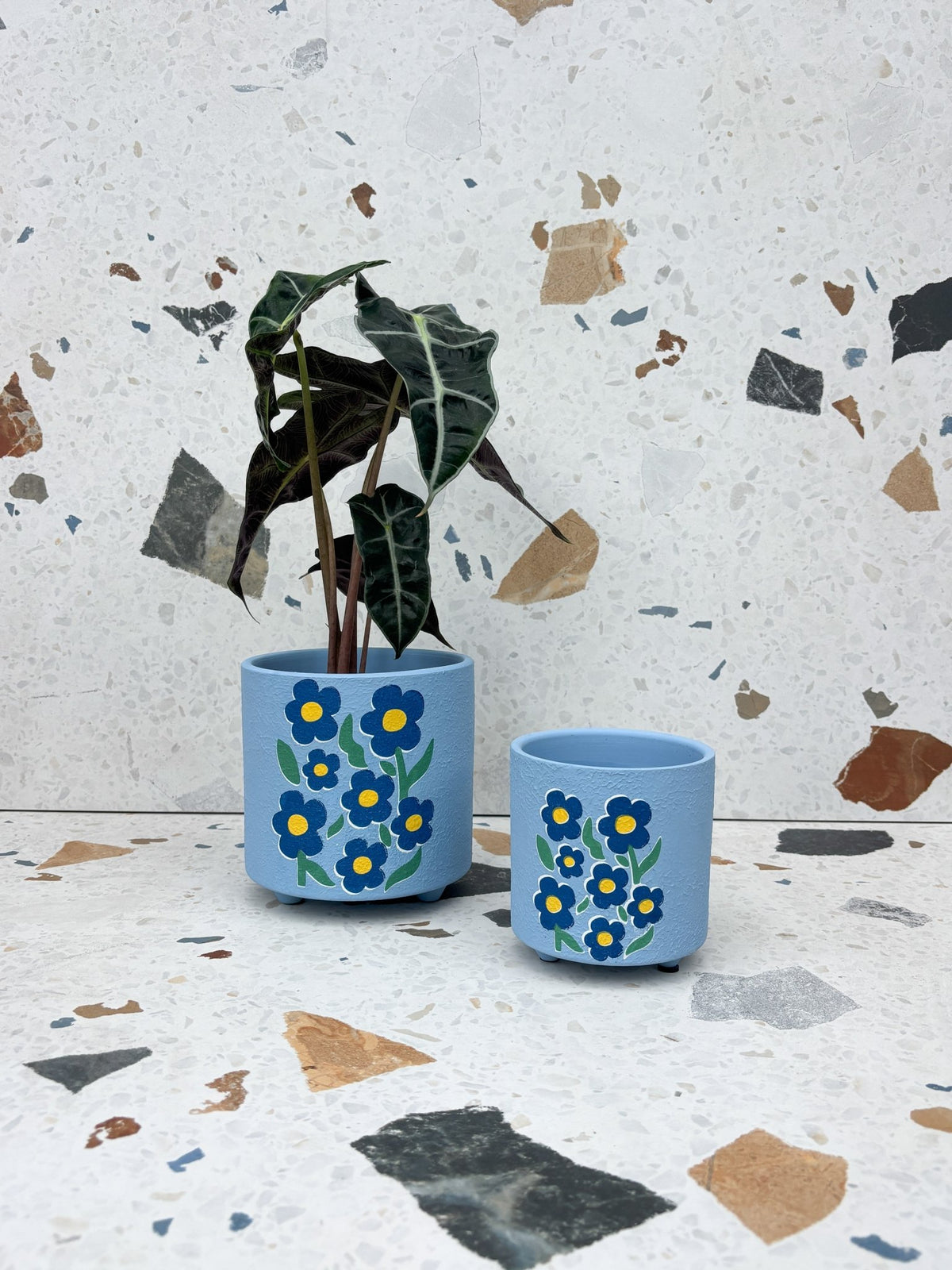 Cache-pot Myosotis - Alma Plantes