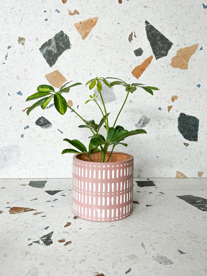 Cache - pot Naya - Alma Plantes