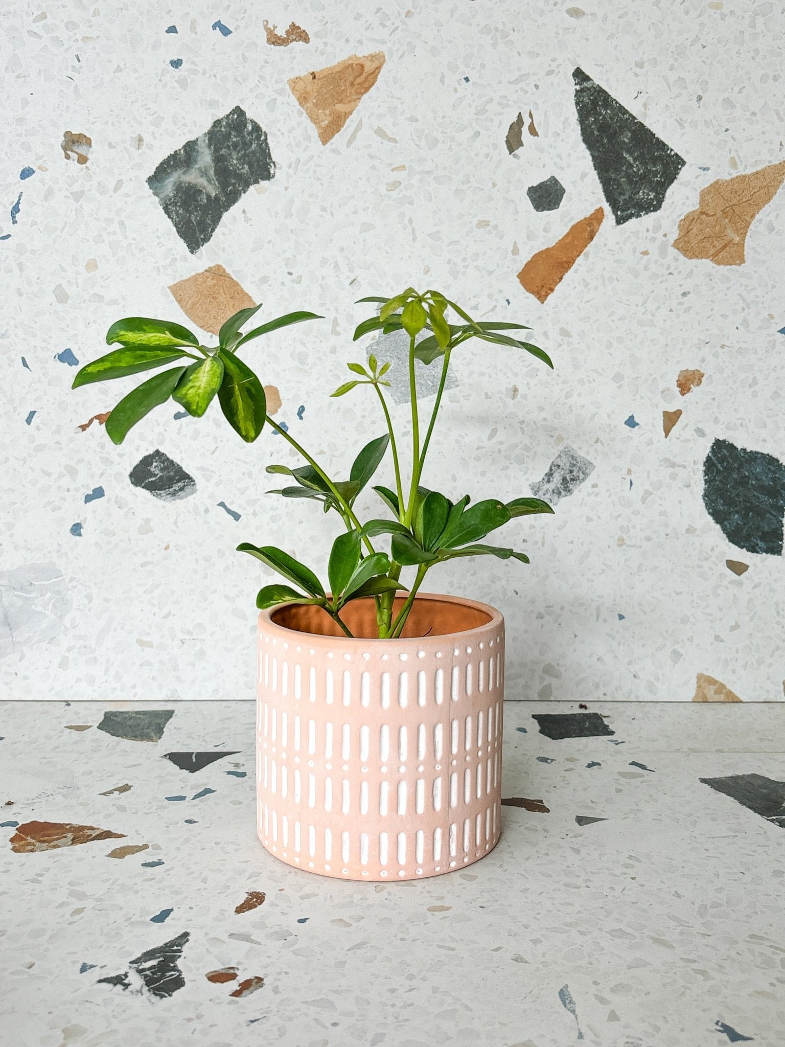 Cache - pot Naya - Alma Plantes