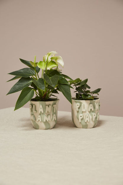 Cache - pot parent préféré - Alma Plantes