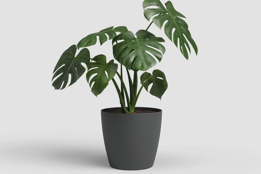 Cache - pot San Remo - Anthracite mat - Alma Plantes