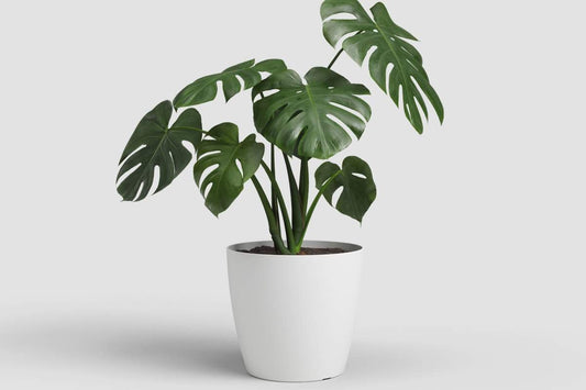 Cache - pot San Remo - Blanc mat - Alma Plantes