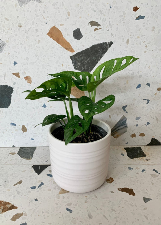 Cache - pot soft wool - Alma Plantes
