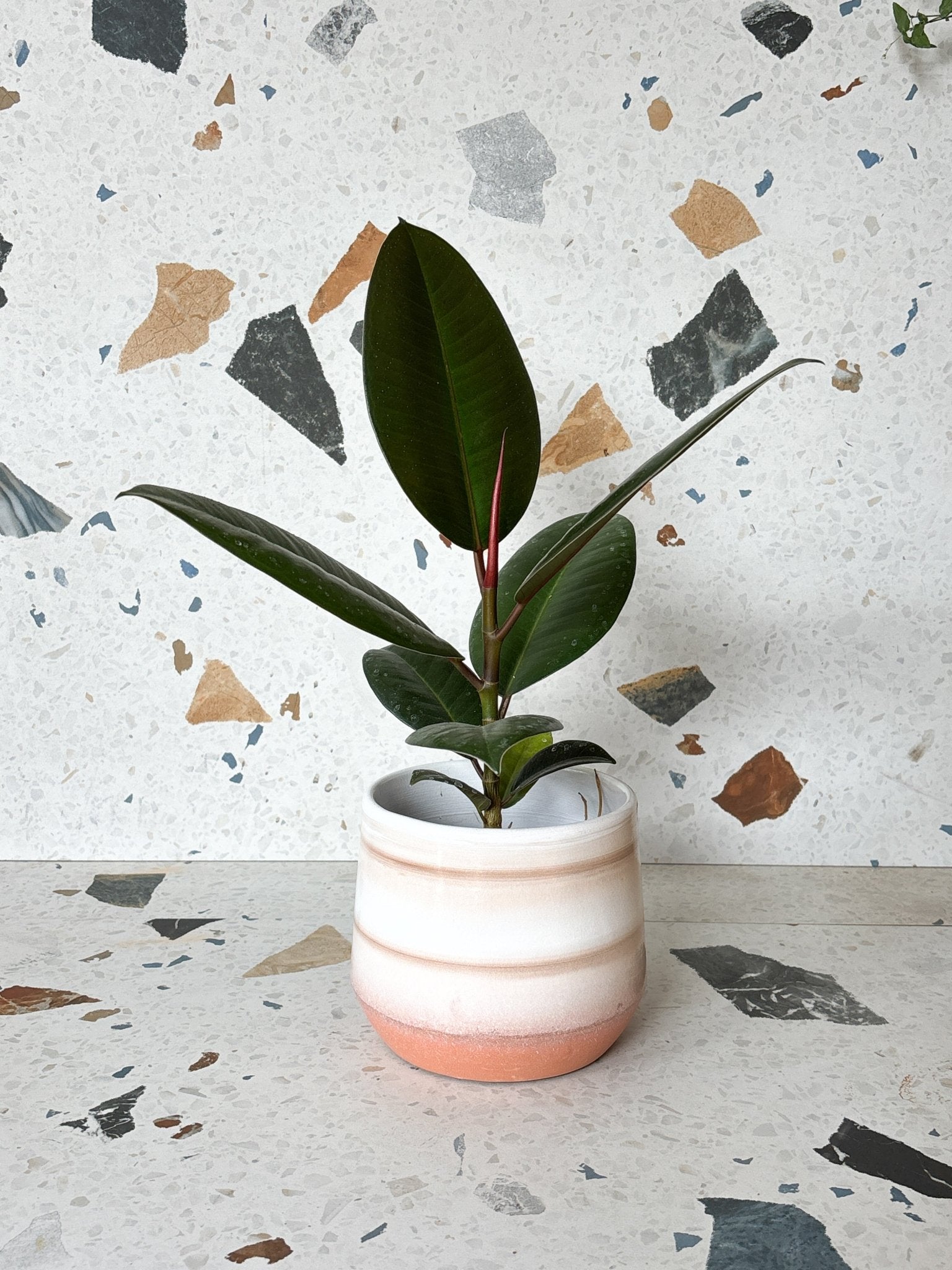 Cache - pot Sunstone - Alma Plantes