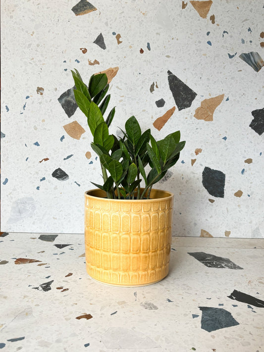 Cache - pot texturé jaune - Alma Plantes