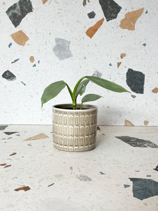 Cache - pot texturé taupe - Alma Plantes