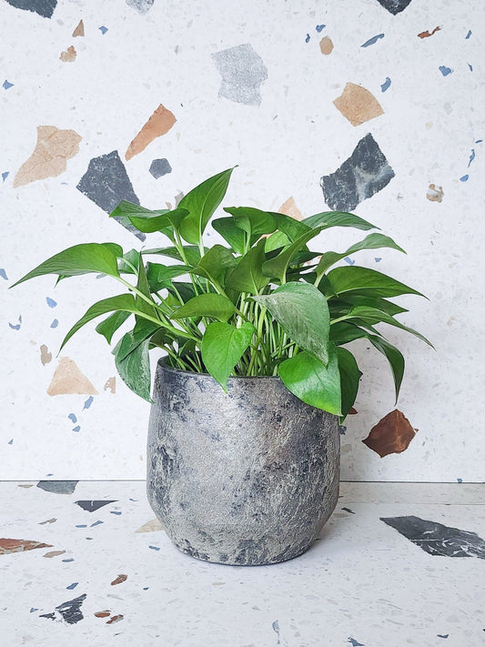 Cache - pot Vénus - Argent - Alma Plantes