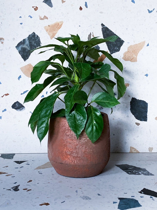 Cache - pot Vénus - cuivre - Alma Plantes
