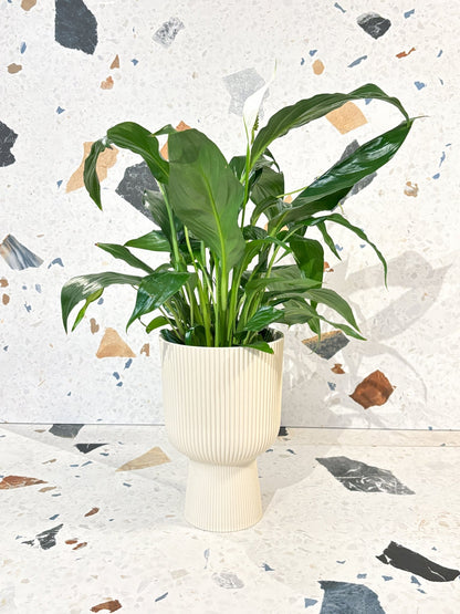Cache - pot - Vibes fold coupe - Grand format - Alma Plantes