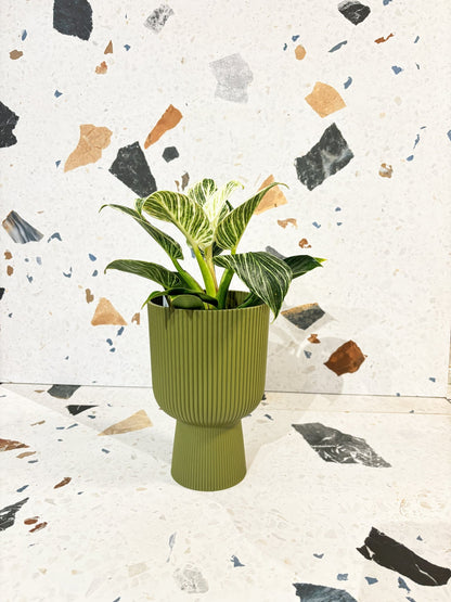 Cache - pot - Vibes fold coupe - Grand format - Alma Plantes