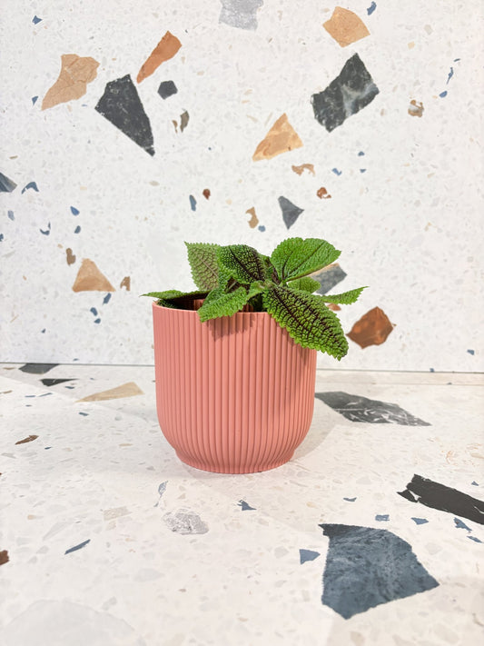 Cache - pot - Vibes fold rond - Alma Plantes