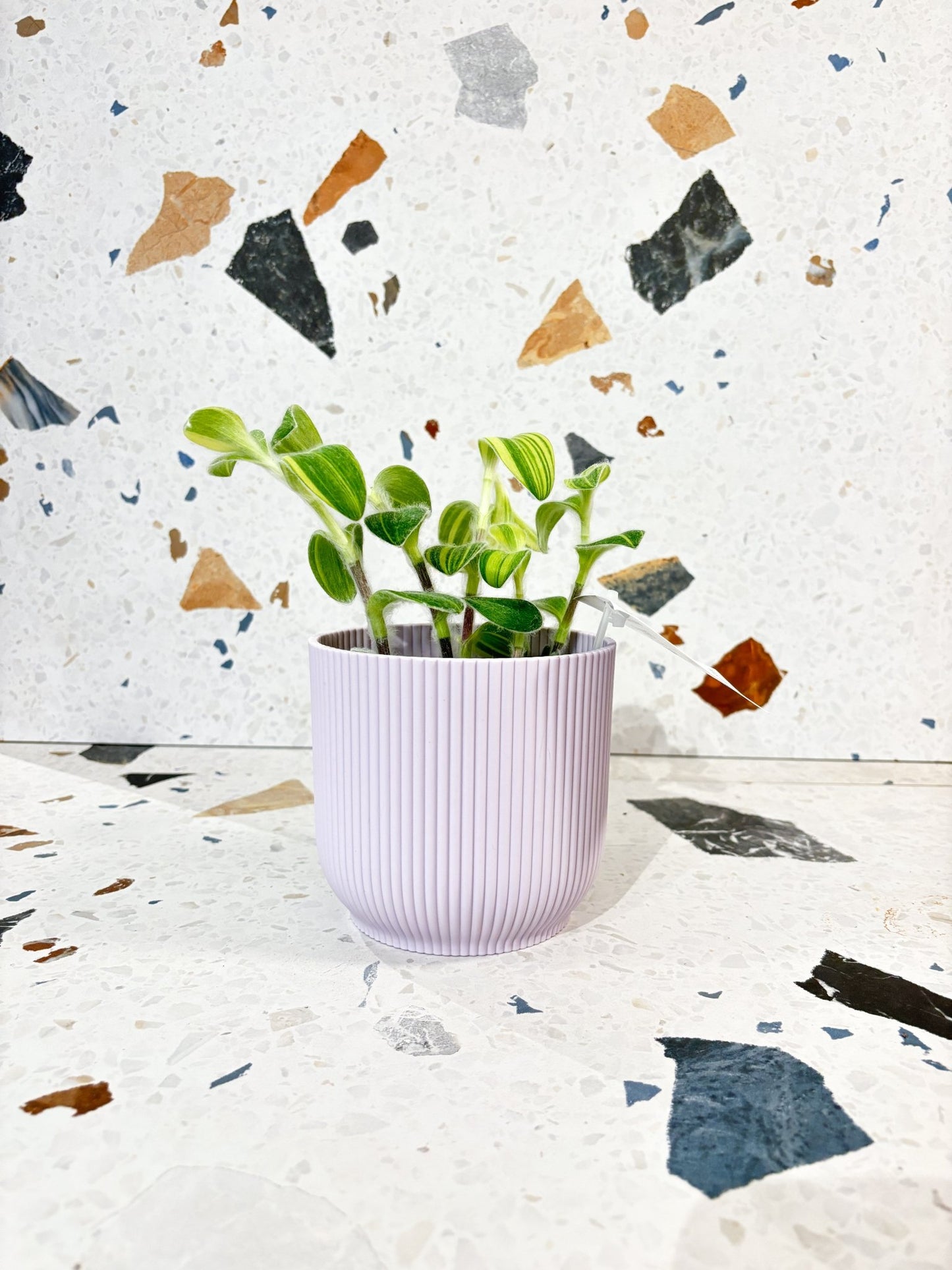 Cache - pot - Vibes fold rond - Alma Plantes