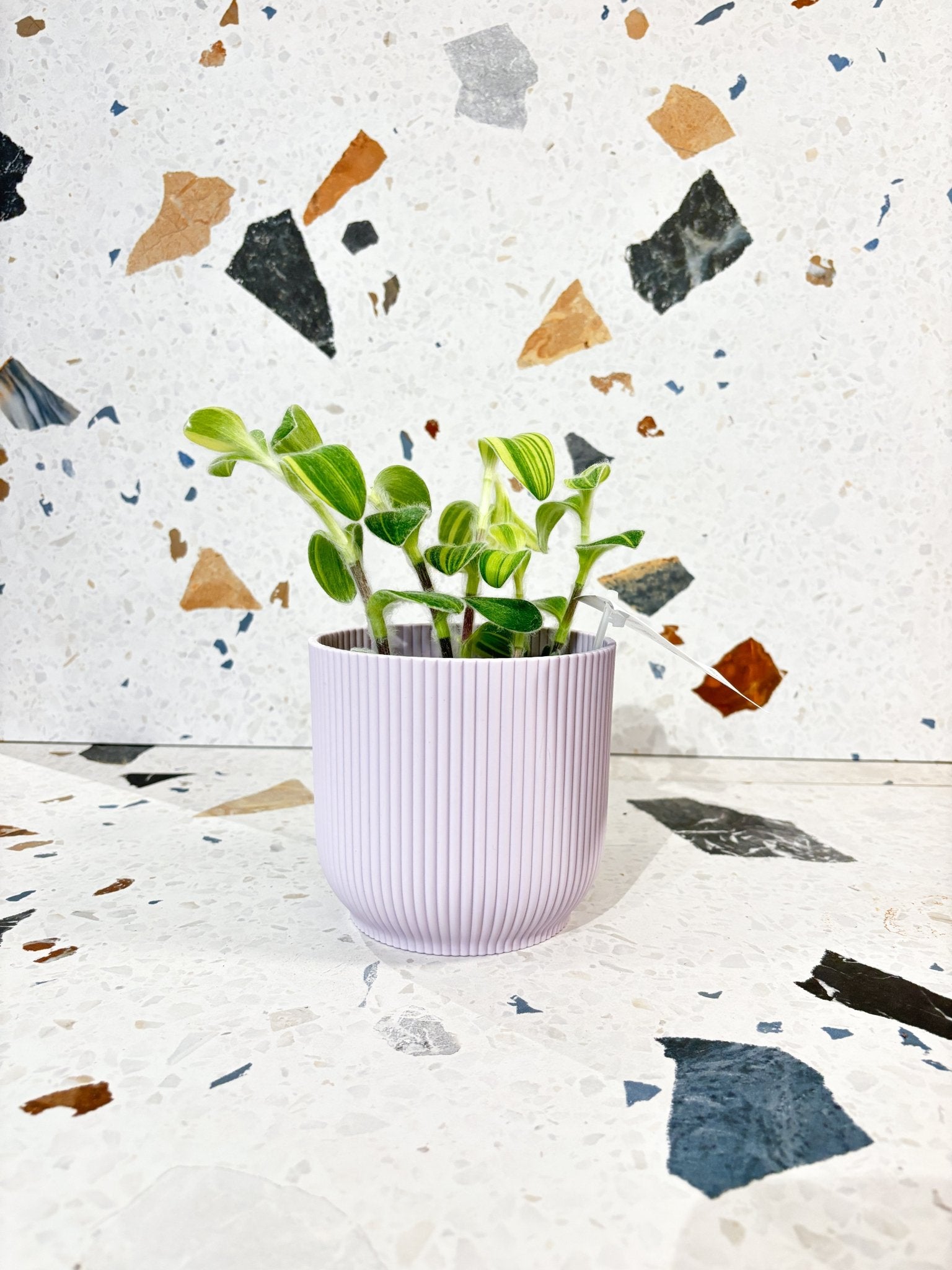 Cache - pot - Vibes fold rond - Alma Plantes