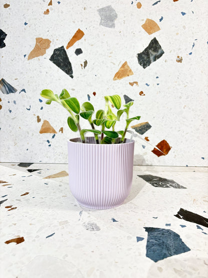 Cache - pot - Vibes fold rond - Alma Plantes