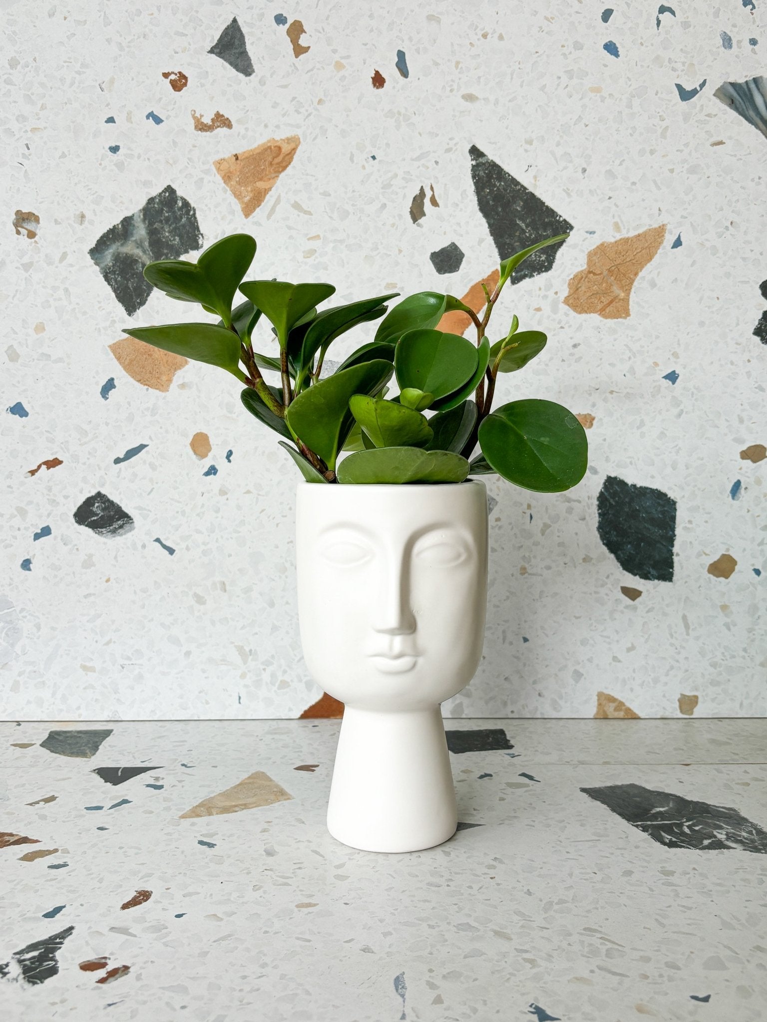 Cache - pot visage - Alma Plantes