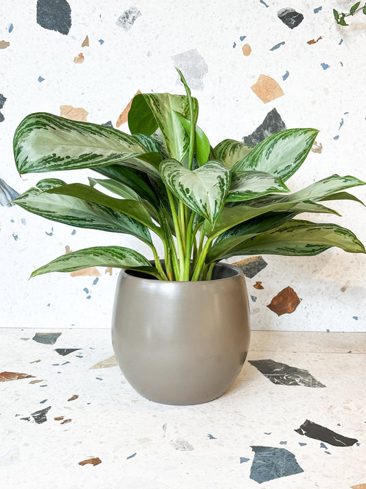 Cache - pot Vittoria - gris - Alma Plantes