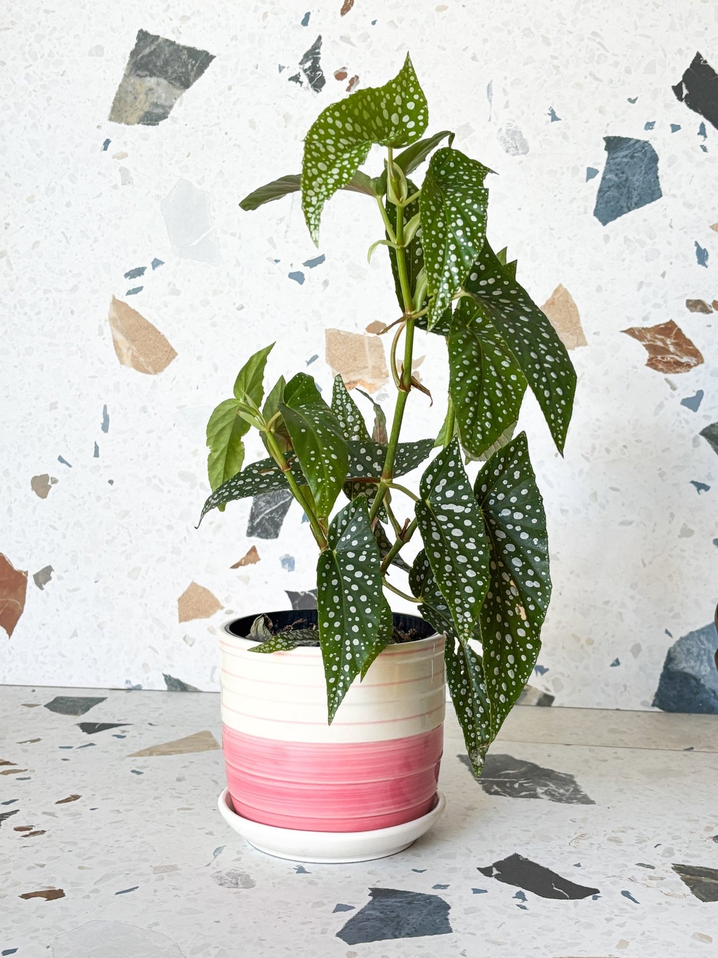 Cache - pots seconde - main - Alma Plantes
