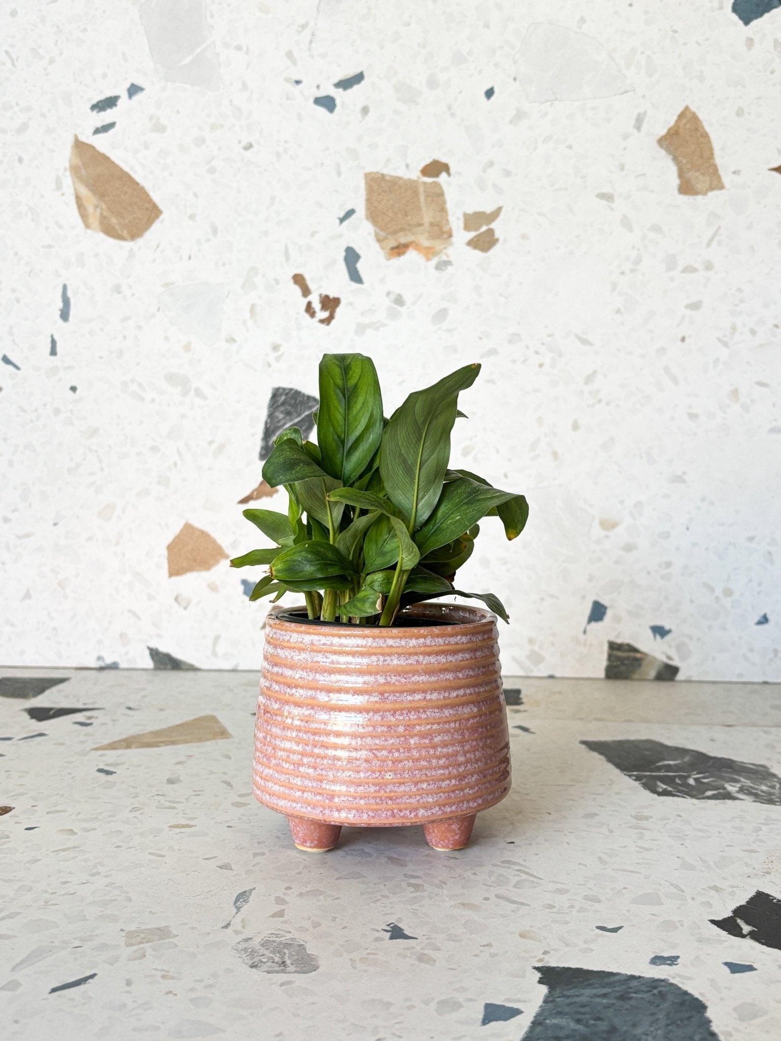 Cache - pots seconde - main - Alma Plantes