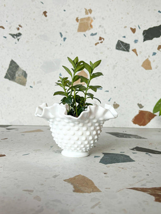 Cache - pots seconde - main - Alma Plantes