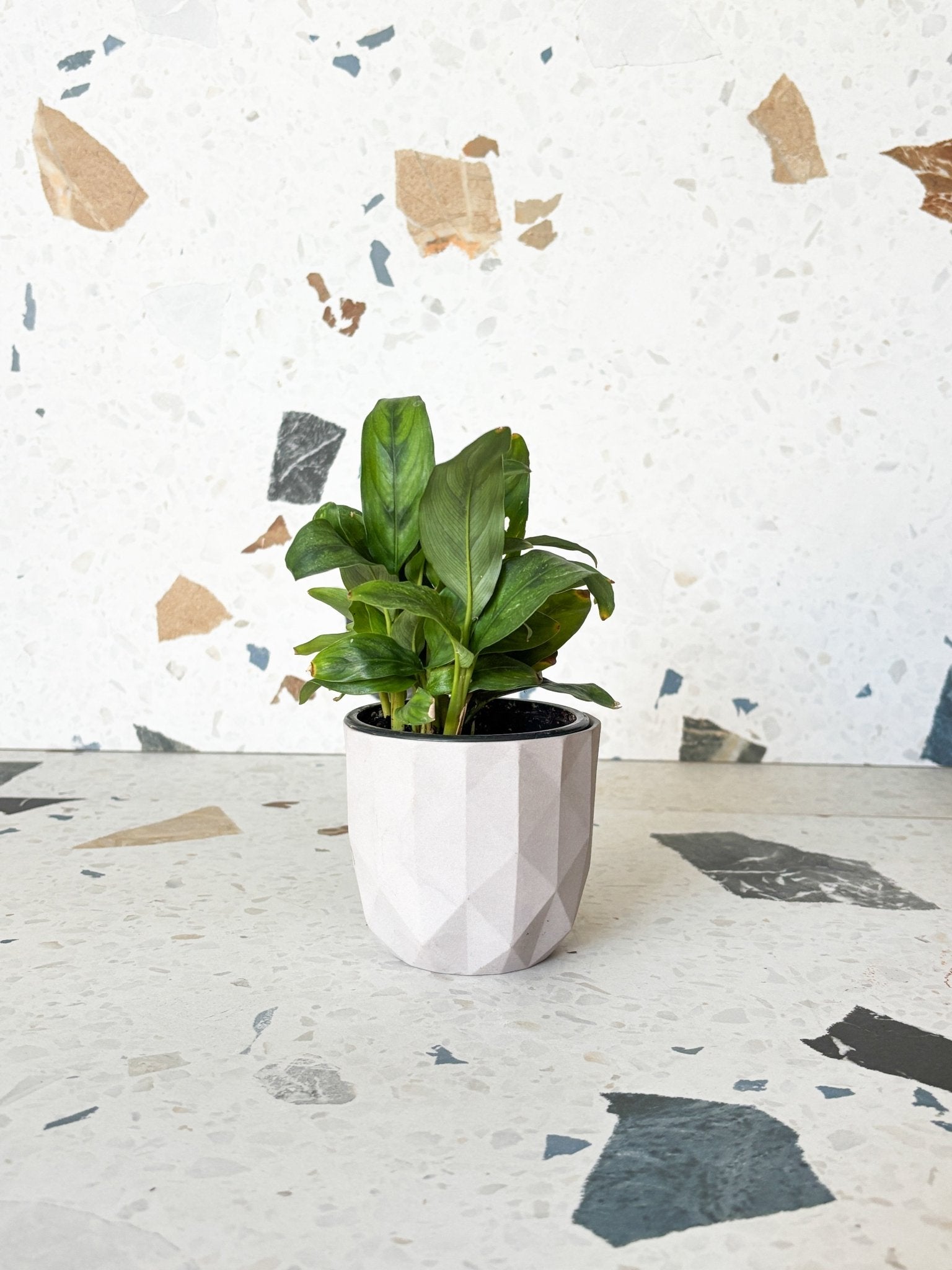 Cache - pots seconde - main - Alma Plantes