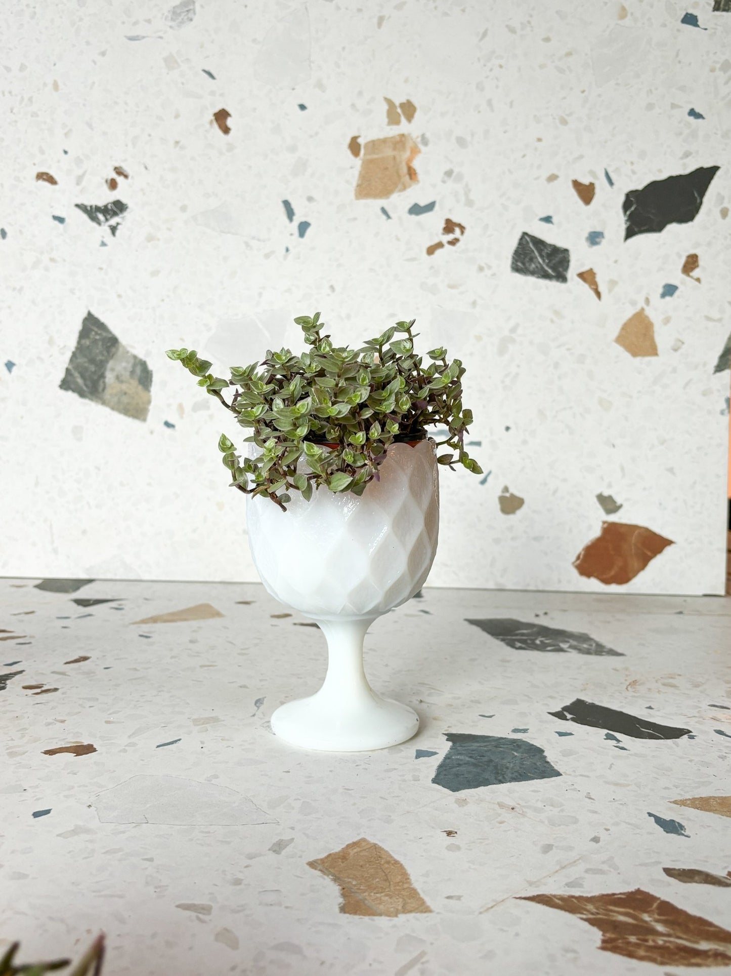Cache - pots seconde - main - Alma Plantes