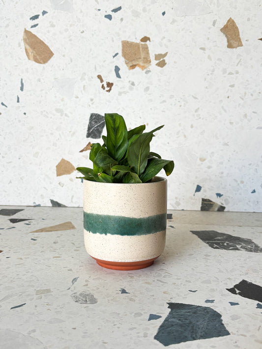 Cache - pots seconde - main - Alma Plantes