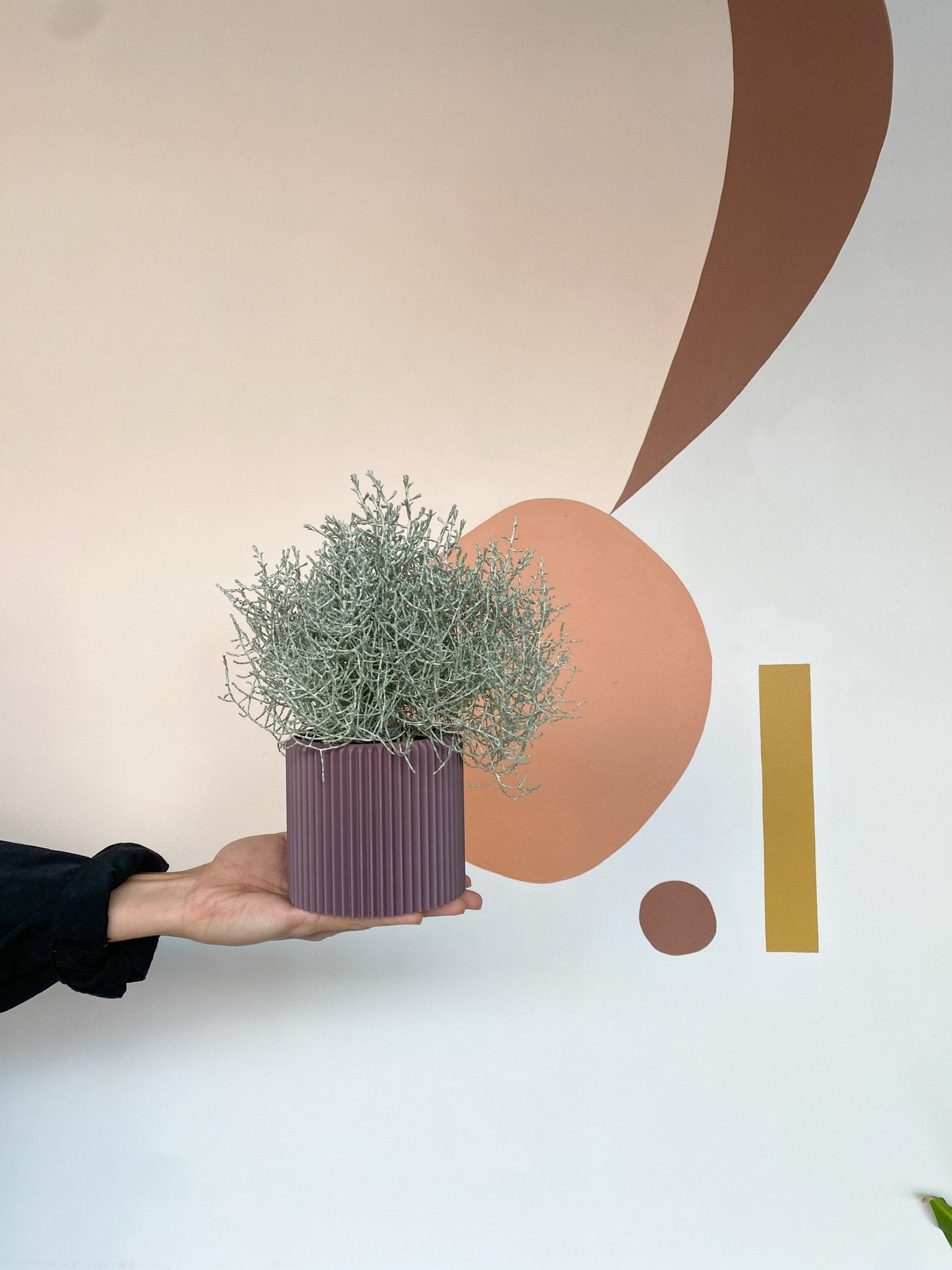 Caleb (Calocephalus) - Alma Plantes