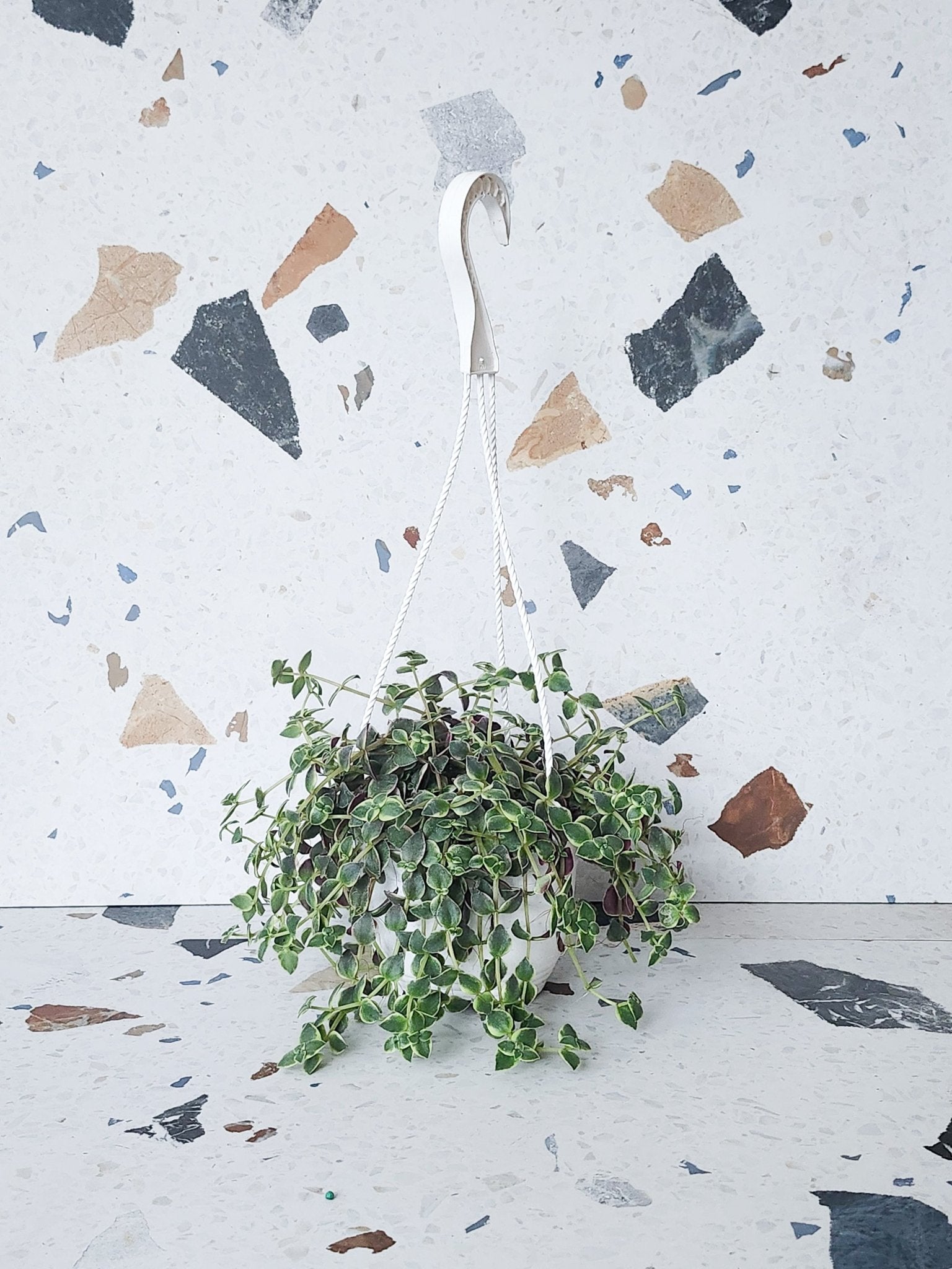 Calico (Pellucida) - Alma Plantes