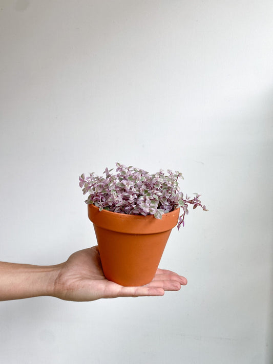 Callie (Callisia) - Alma Plantes