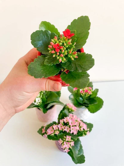 Camélia (Calandiva) - Alma Plantes